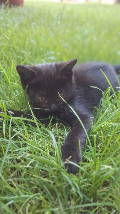 Котята в хорошие руки
