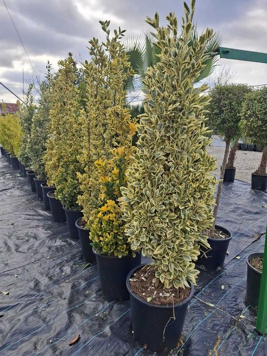 cedru curgator leilandi  si alte plante noi aduse