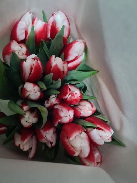 Тюльпан к 8 марта ОПТОМ