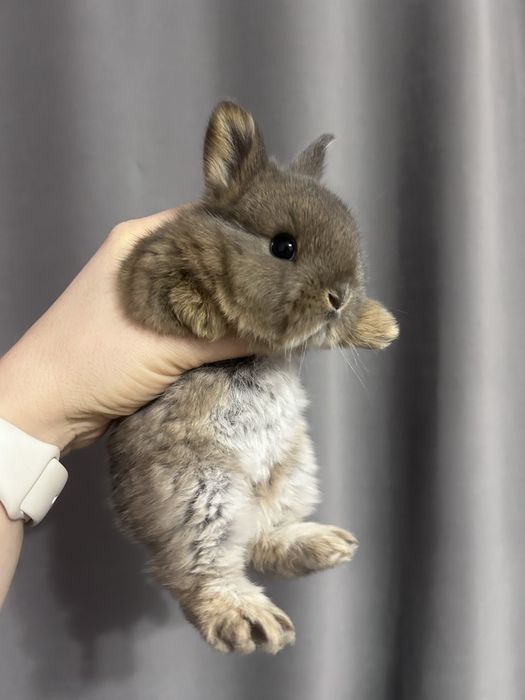 Декоративные кролики