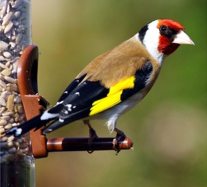 Altay norci kokil cijik repl karalok jo'r
