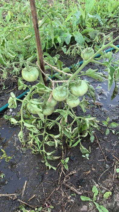 Сдам дом на длительный срок