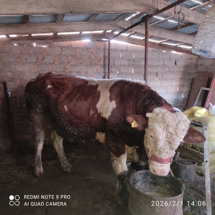 Simmental buqa sotiladi