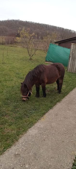 Ponei de vânzare!