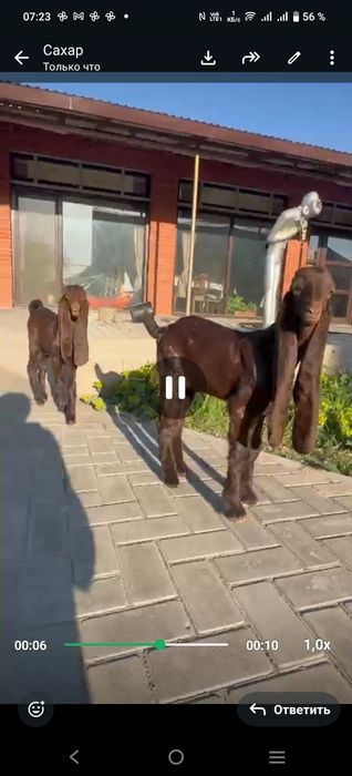 Козы Камори ЧП  козлик