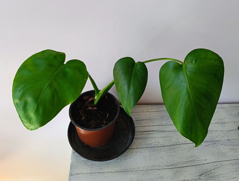 Млада Монстера (Monstera Deliciosa) в отлично здраве