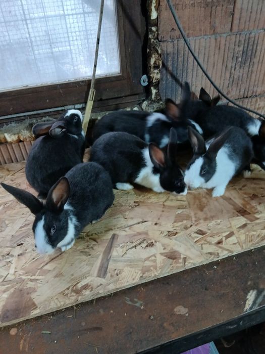 Hycole francez 2 luni