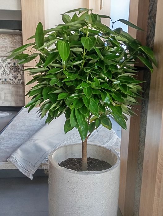Уход за растением{florist}100%