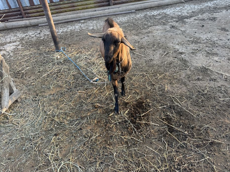 Теке сатылады 2.5 жаста