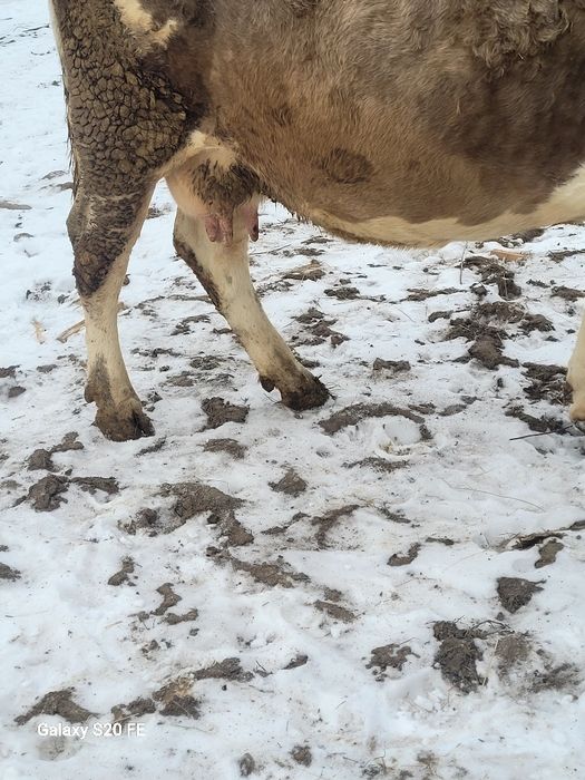 Vând vaca frumosa thnara 5 ani gestanta hn 4.5 luni.