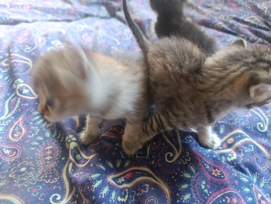 Отдам котят даром