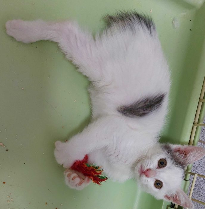 Котёнок мальчик .