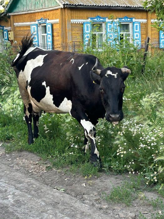 Продам дойную корову