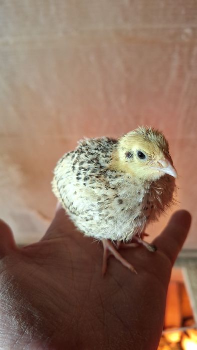 Pui de prepeliță la 2 săptămâni giganta polara ,japoneza mare,jumb