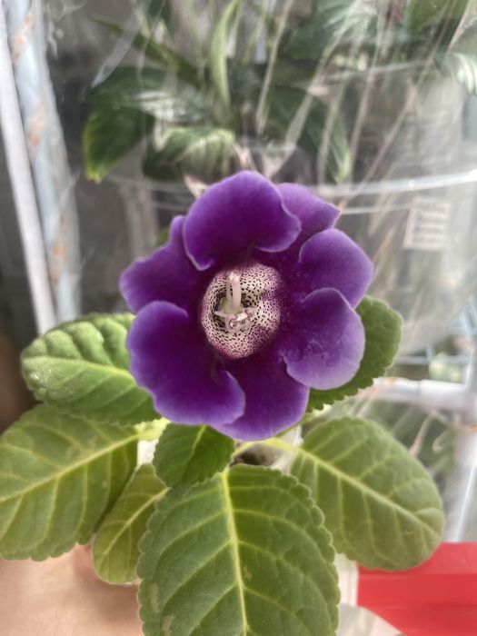 Глоксиния цветущая