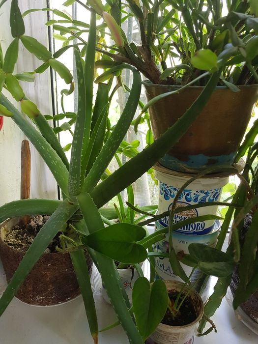 Комнатные цветы  разных размеров