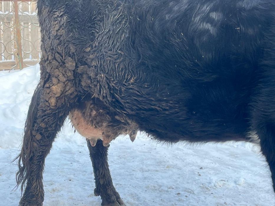 Сиыр сатылады