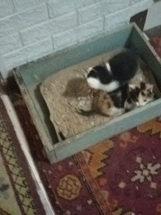 Котята 1,5 месяца