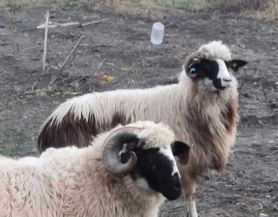 Oaie de taiat disponibila