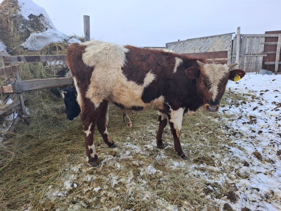 Продам КРС бычки 4 шт