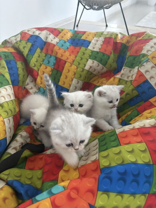 Puiuti British shorthair silver