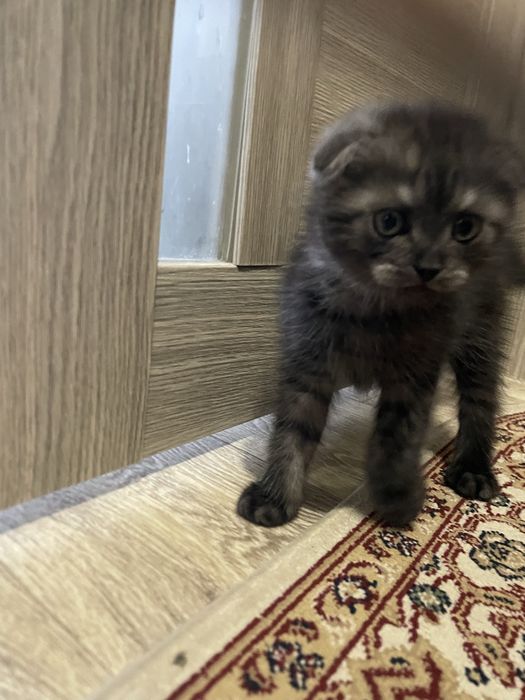 Котенок Шатланский