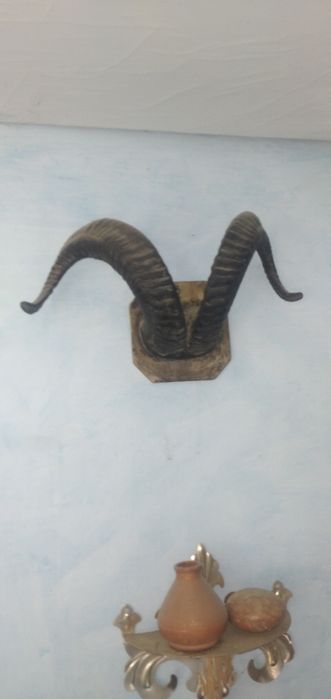 Рога горного архала