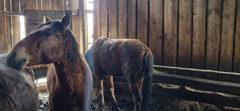 Продам три тая на согым !!