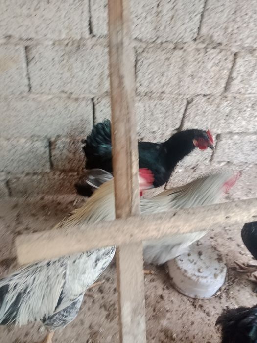 Horoz Dakan Brama Qora shahzoda hamsi horoz