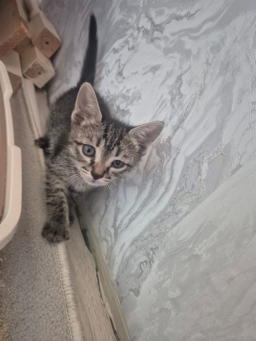 Отдам добрые руки котят