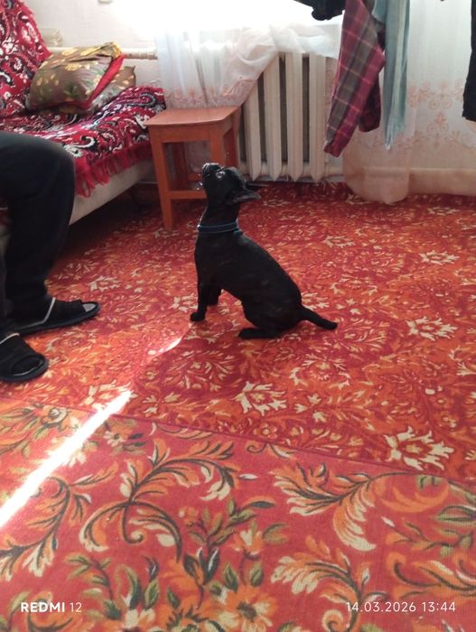 Продам французского бульдога