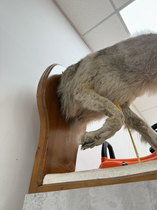 Продам чучело срочно