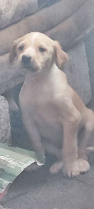 Тазы күшіктер 1 урғашы 1 Еркек