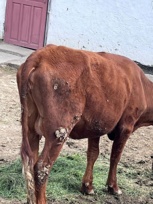 1туган кашар етти