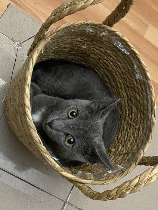 Отдам кота в добрые руки
