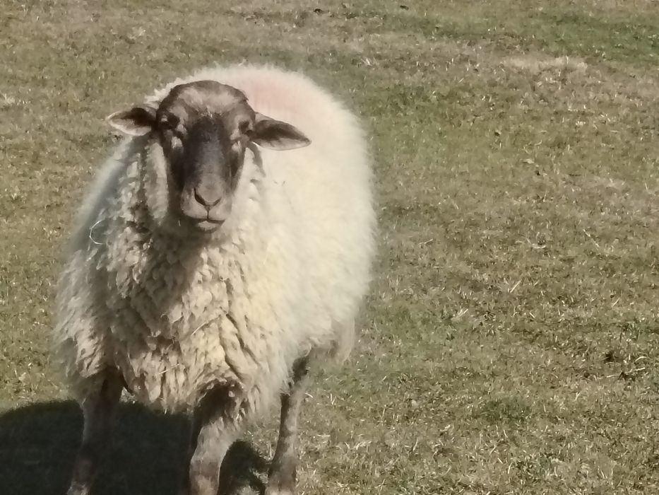 Miei țigăi de vânzare