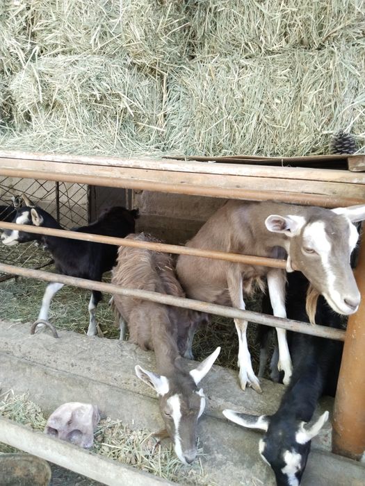 Мини фермага. 100% лик Тогенбург эчкилар сотилади.