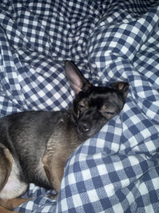 вязка чихуахуа, мальчик срочно