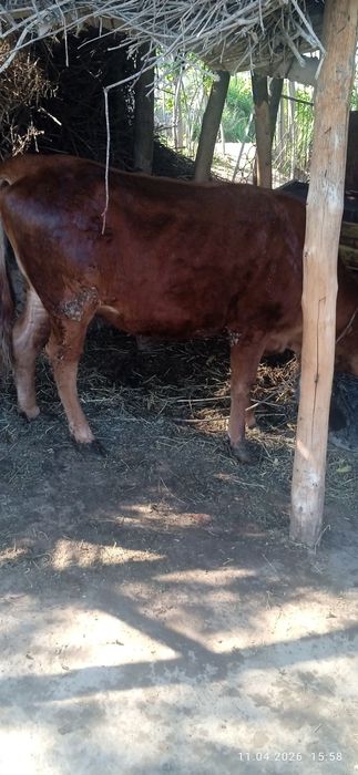 Гуножин сотилади соглом