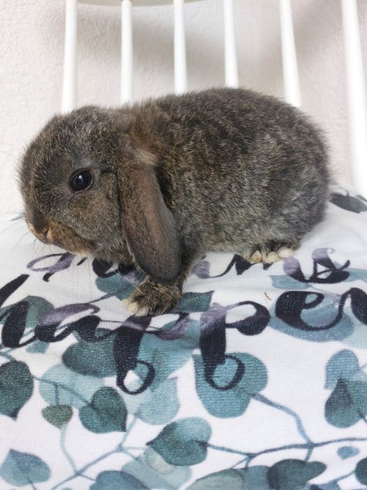 Iepure,pui rasa pitica holland lop