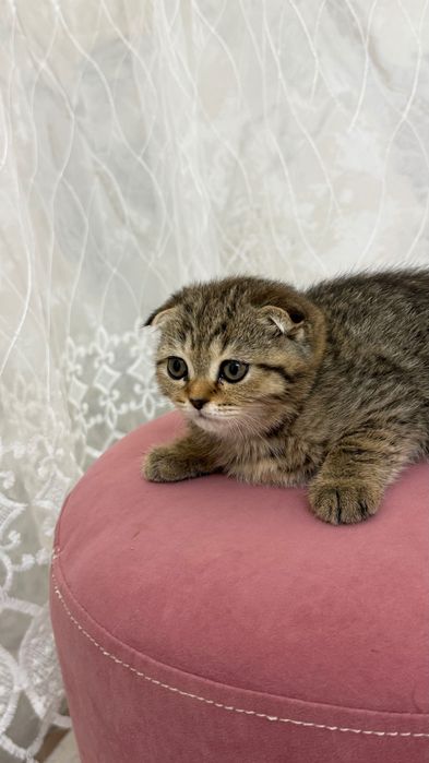 Продаётся котята