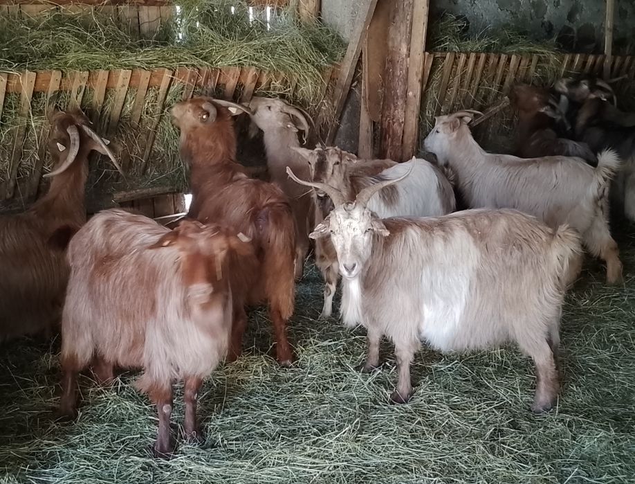 Vând capre carpatine fătaate și gestante