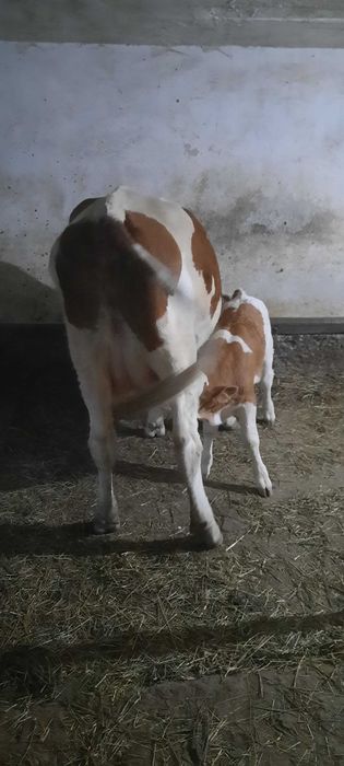 De vânzare Vacă bălțată românească.