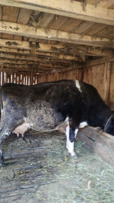 Vand vaca cu 2 vitei