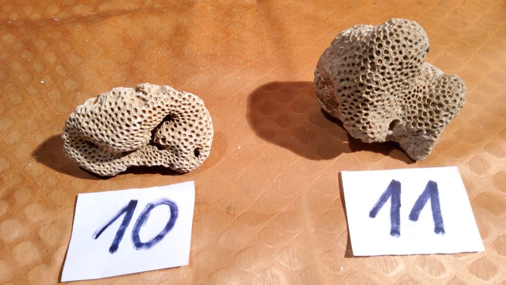 Корали от Атлантическия океан