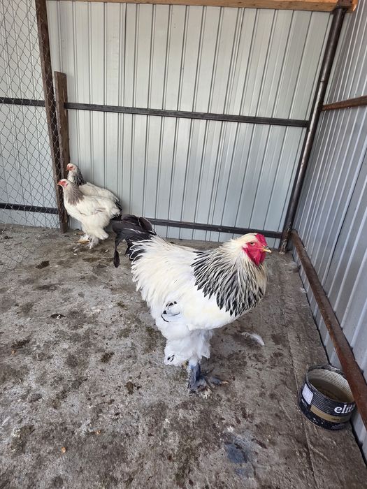 Cocoș porumbac metis brahma și familie 2+1 brahma herminat deschis