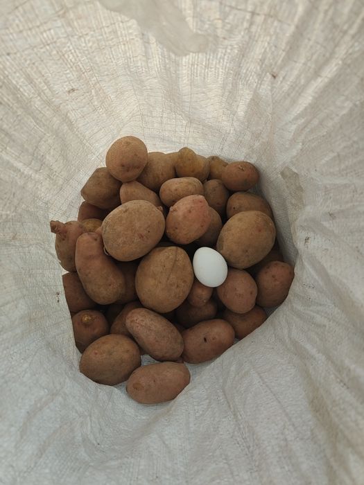 Продам дачный картофель, по 300 тг.