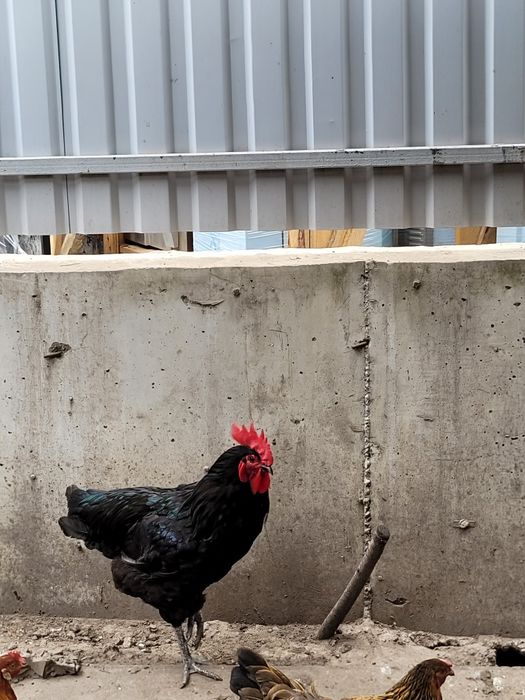 Петух домашний Австролорп
