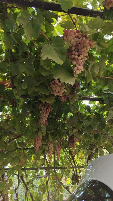 Участок в пос Кушата