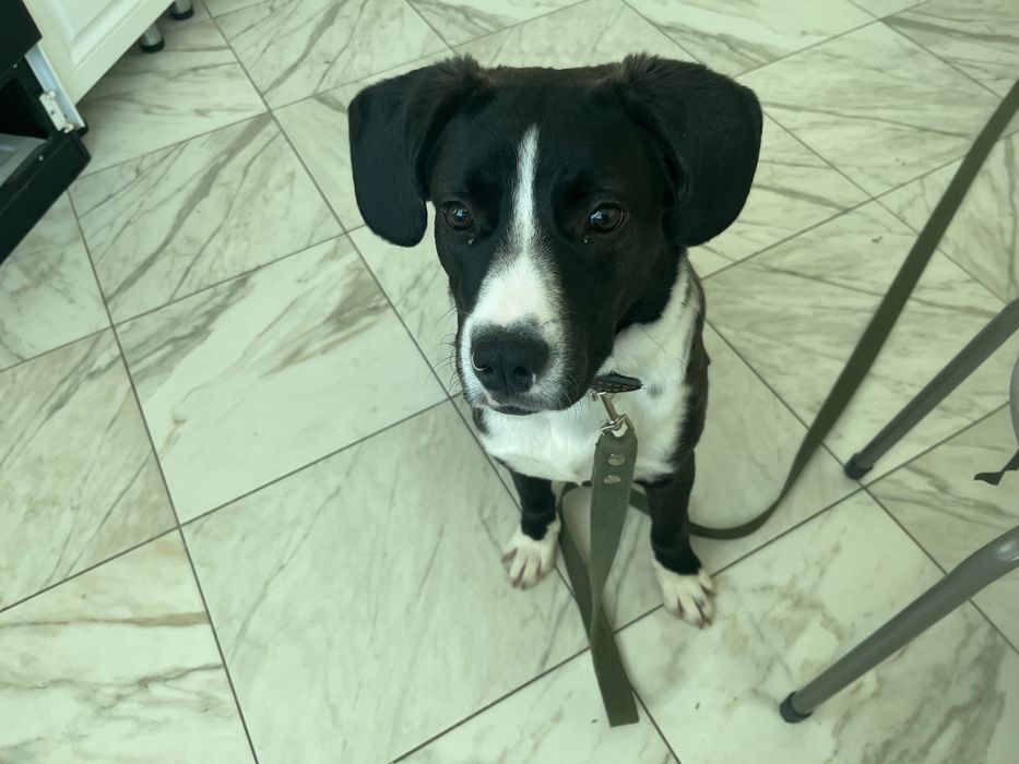 Собака бесплатно